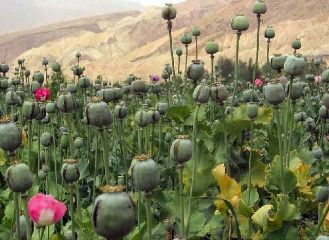 نیاز ۵۰۰ تنی صنعت دارو؛ کشت خشخاش یا واردات؟/ از زمان شاه، ایران مجوز بین‌المللی کشت خشخاش داشت