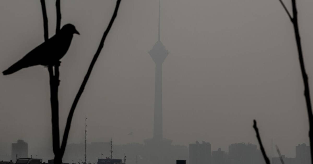 کاهش محسوس جمعیت گنجشک‌ها در تهران/ پرندگان مهاجر تهران را دور می‌زنند