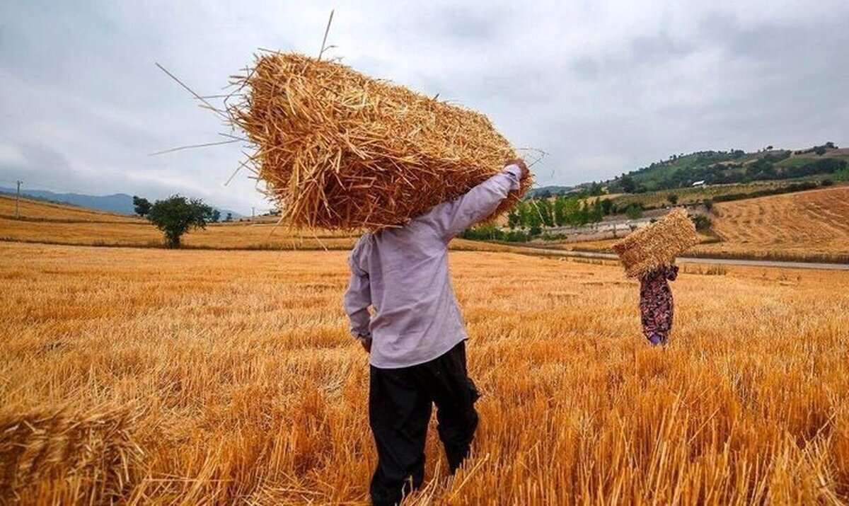 خبر جدید برای کشاورزان / زمان پرداخت مطالبات گندمکاران مشخص شد
