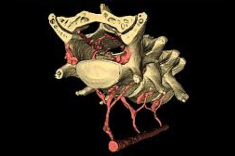 راه رفتن، درمان آلزایمر؟ کشف مکانیسم شست‌وشوی مغز با حرکت بدن