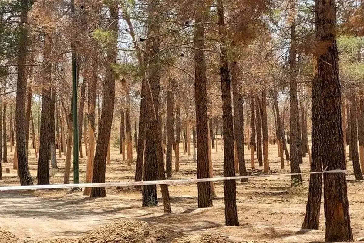 از چیتگر تا سرخهحصار؛ کاربران درباره خشک شدن درختان تهران چه میگویند؟