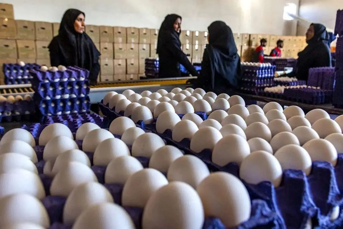 قیمت تخم مرغ