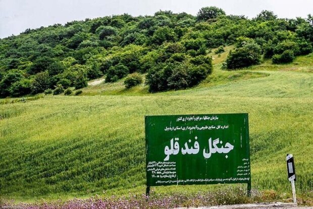 برای اولینبار در پرونده قطع درختان؛ حکم تبعید صادر شد/ کمین ۴۸ ساعته برای شکار متخلفان فندقلو