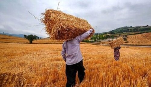 توضیح وزیر جهادکشاورزی درباره قیمت جدید گندم/ تا عدد نهایی نشود، نمی‌توانیم نرخ را ابلاغ کنیم